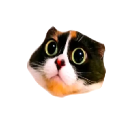 Котость